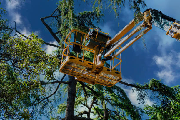 Best Palm Tree Trimming  in Lavaca, AR